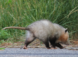 Virginia Opossum